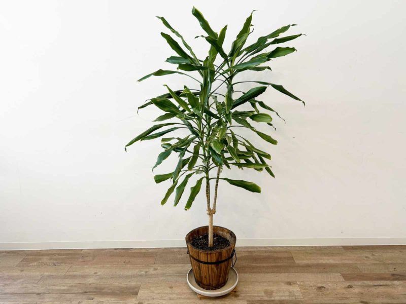 観葉植物（大）